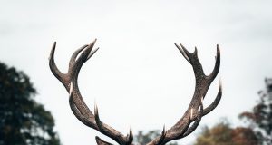 Şıklığın Tamamlayıcısı: Deri Yelekler ve Montlar derimosa3