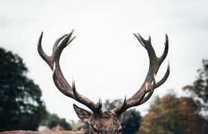 Şıklığın Tamamlayıcısı: Deri Yelekler ve Montlar derimosa3
