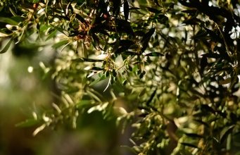 Doğal Lezzetlerin Sofralardaki Buluşması: Bilye Kekik, Ev Tarhanası ve Ayvalık Zeytinleri birellerzeytin6